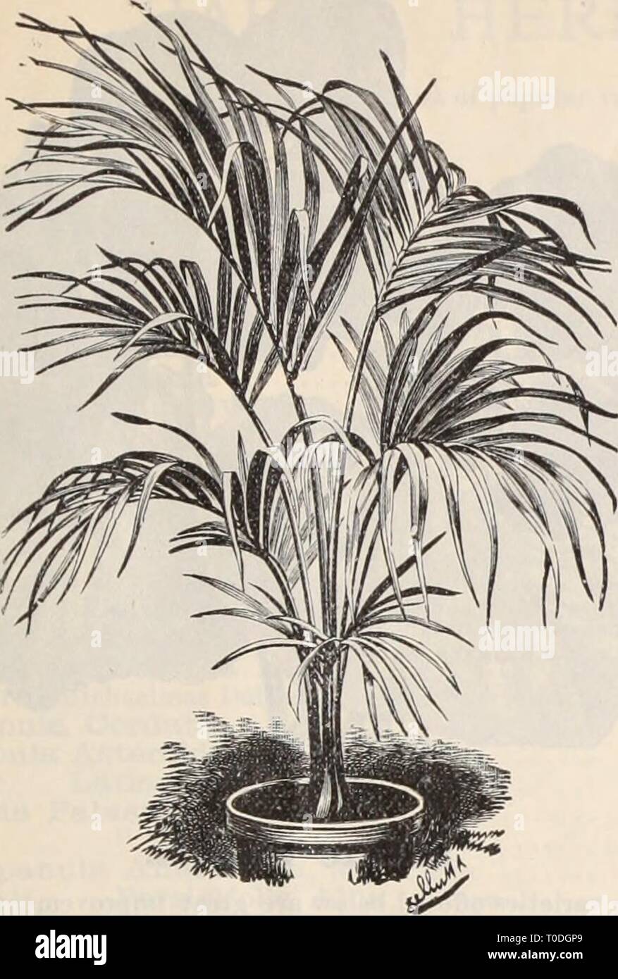 Dreer's Liste des prix de gros de gros Dreer Liste des prix / Henry A. Dreer. dreerswholesalep1898an meer : DREER'S LISTE DES PRIX DE GROS. 19 Kentia Belmoreana. KENTIAS. Notre stock de ces li occupent plus d'acres de verre, le plus grand bloc de ces plantes utiles ui l â monde. Kentia Belmoreana. Dans les cop.. Â¢4 3 4 5 9 9 10 12 14 No de feuilles. 3 à 4 4 à 5 5 à 6 5 à 6 6 à 7 6 à 7 6 à 7 6 à 7 6 à 7 6 à 7 6 à 7 7 à 8 Hauteur. 8 pouces de 10 à 12 15 à 18 22 à 24 28 à 30 30 à 36 30 à 36 48 54 60 60 à 72 7 à 8 pieds, (lourde) par douz. Par 100. $200 fl5 00 3 00 25 00 00 6 Banque D'Images