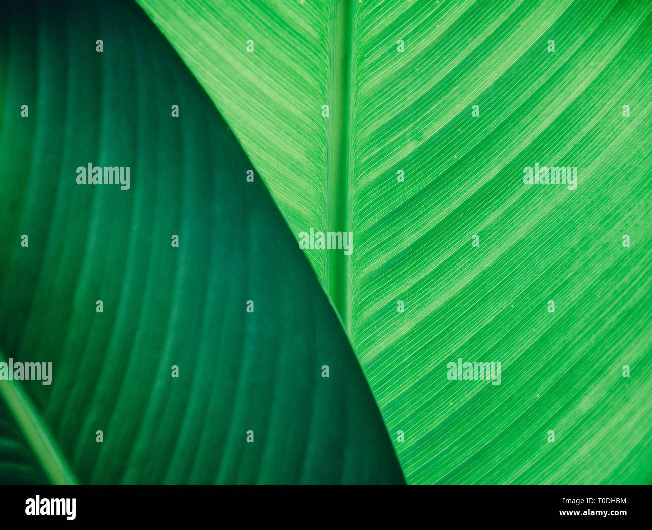 Résumé Contexte Les feuilles naturelles. Feuillage vert foncé télévision lay. Concept de l'écologie et la nature. Banque D'Images