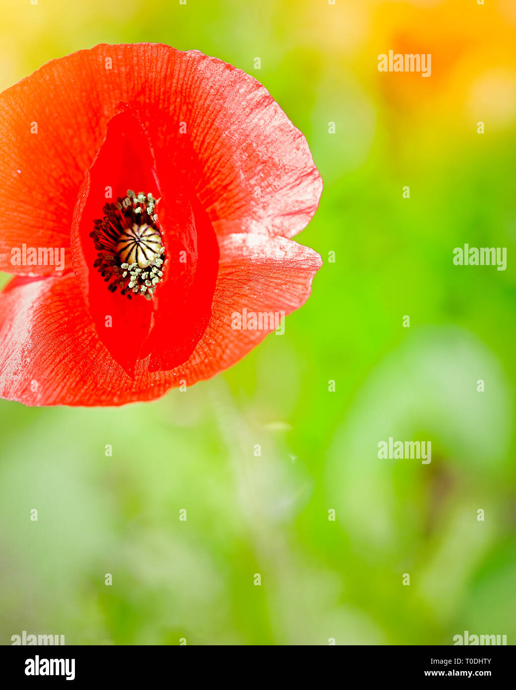 Fleur de pavot printemps sauvage avec sun flare en arrière-plan. Le point de droit. Banque D'Images