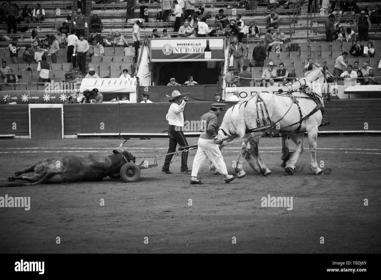 Le torero matador de toro tuer Victor Mora qui célèbre sa victoire en victoire de la corrida comme le taureau est glissé hors du ring. Banque D'Images