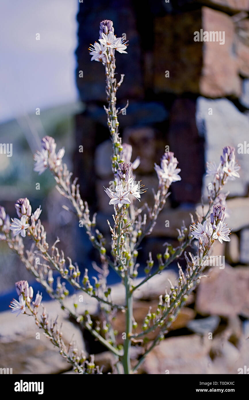 Vue rapprochée de la belle Asphodelus ramosus asphodèle ramifié (fleur). Stock Photo Banque D'Images