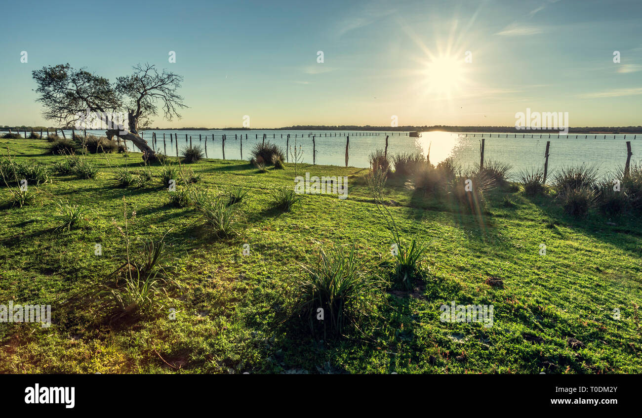 Vieux chêne-liège (Quercus suber) sur les rives du lac avec le soleil du matin la lumière un horizon et soleil en arrière-plan, sunbeam Banque D'Images