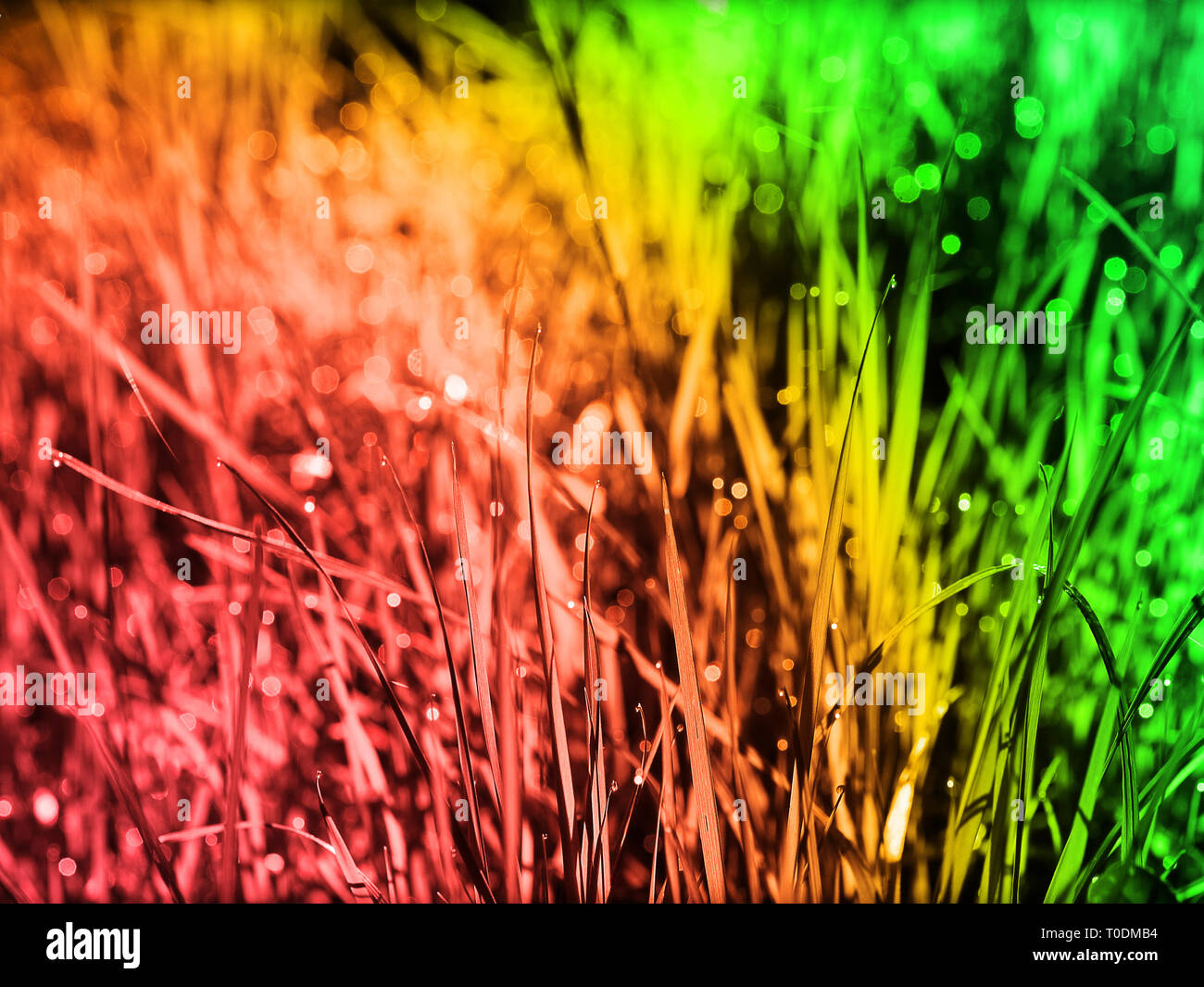 L'herbe colorés macro fond psychedeic edition avec les gouttes d'eau et de l'effet de flou, Fine art Photography, vibrations positives, on ne vit qu'une fois, yolo Banque D'Images