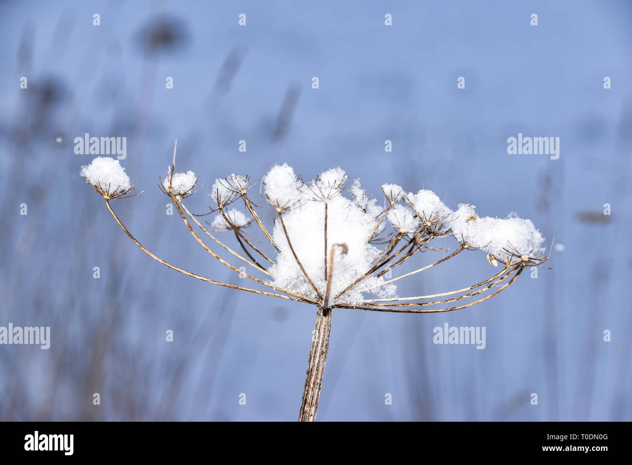 Fleur en ombelle inflorescence, neige, parasol, parasol Banque D'Images