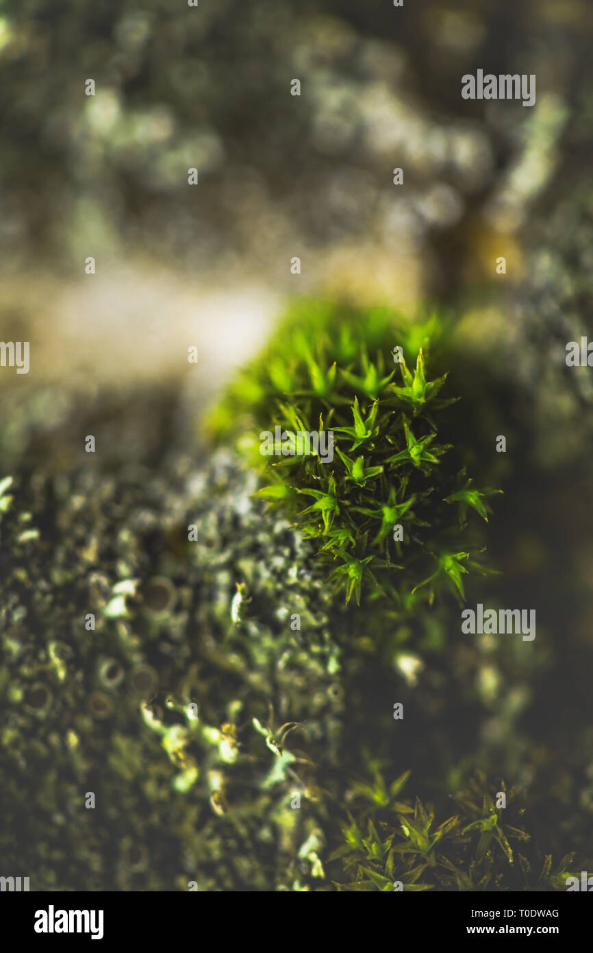 Mousse verte macro close up detail Banque D'Images