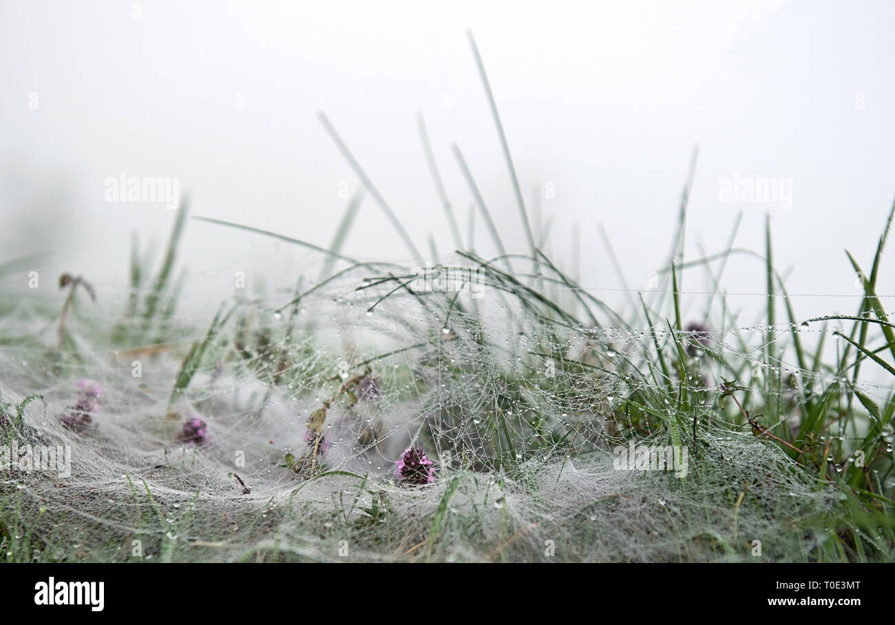 Des gouttes de la rosée du matin dans la brume du matin beaucoup d'araignée sur l'herbe d'été.Les gouttes de pluie en été. Banque D'Images