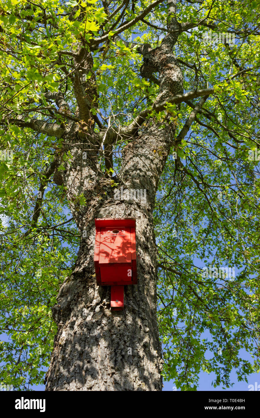 Cabane en bois peint rouge logement oiseau accroché à un arbre de la forêt. La Suède Banque D'Images