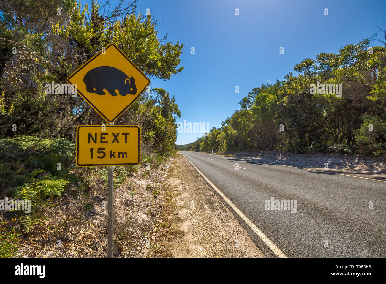 Panneau d'avertissement de passage à niveau sur la Tasmanie wombat road. Banque D'Images