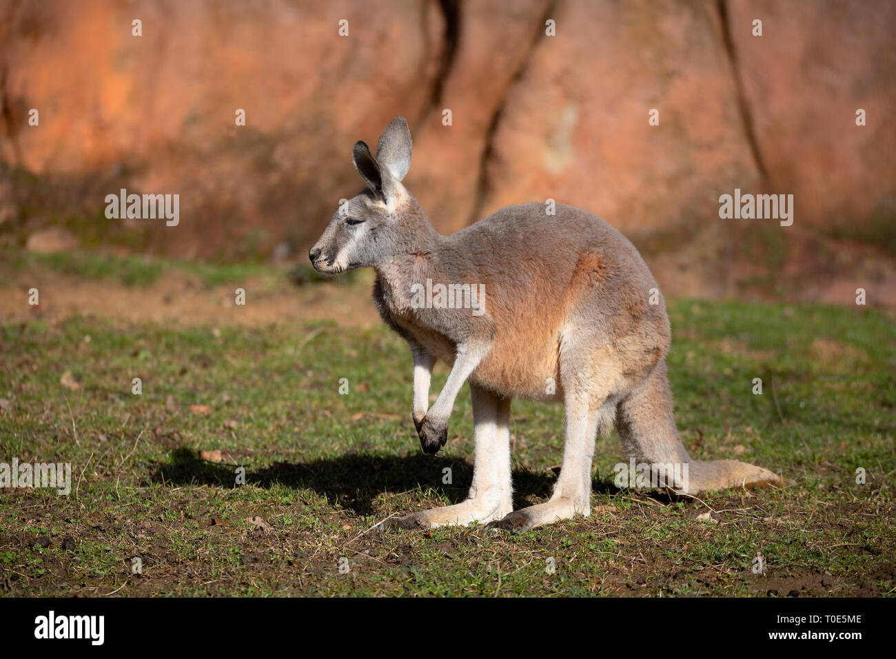 Kangourou rouge (Macropus rufus) est le plus grand de tous les kangourous, le plus grand mammifère terrestre originaire de l'Australie Banque D'Images