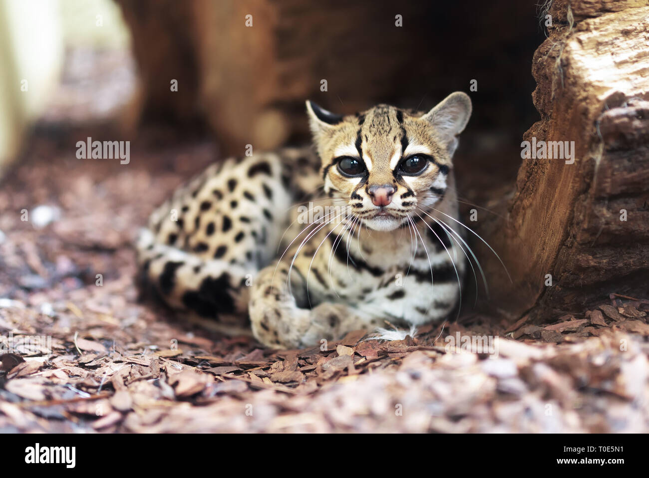 Le margay Leopardus wiedii () est un petit chat sauvage originaire d'Amérique centrale et du Sud. Un solitaire et cat nocturne, vit principalement dans evergreen primaire Banque D'Images