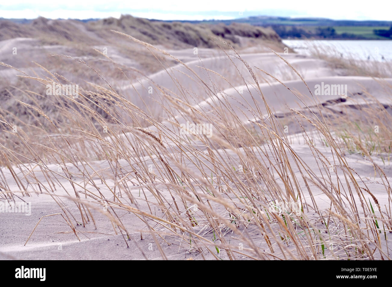 St Andrews, Écosse west Sands Beach Banque D'Images