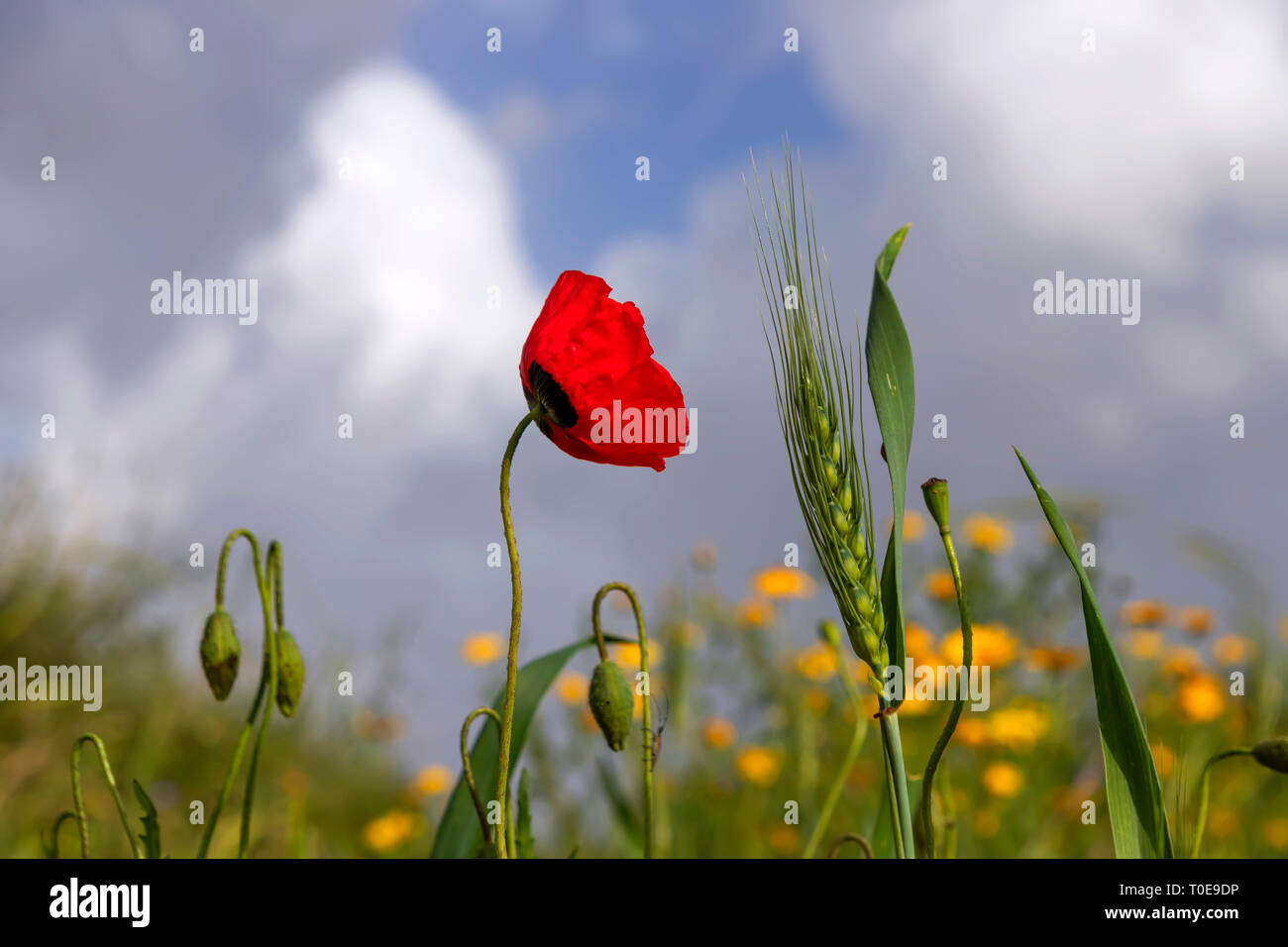 D'épillets vert de blé, de fleurs et boutons de fleurs coquelicots rouges sur un arrière-plan flou d'un champ de fleurs jaunes et un ciel bleu avec des nuages Banque D'Images