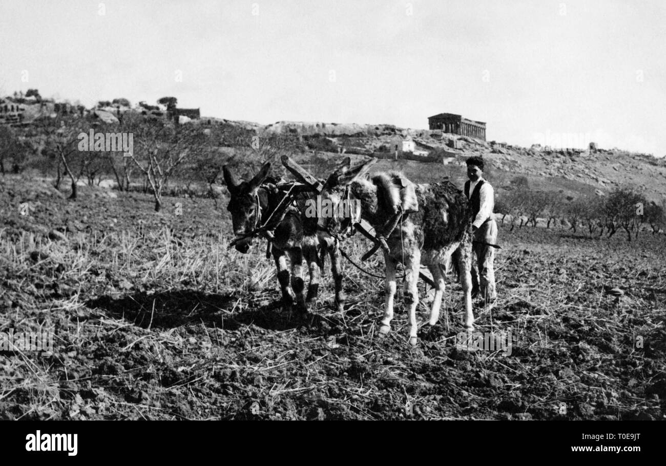 Farmer, Vallée des Temples, Agrigente, Sicile 1920-30 Banque D'Images