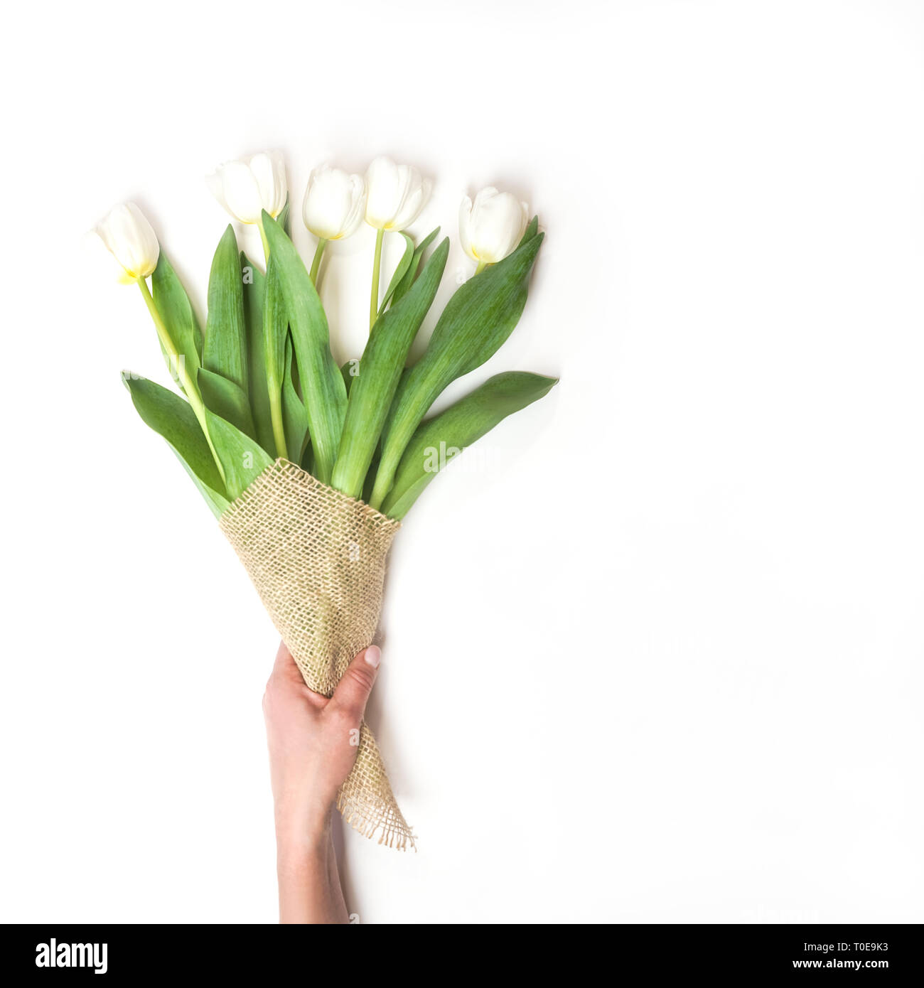 Bouquet de tulipes blanches dans une main féminine sur un fond blanc Photo  Stock - Alamy