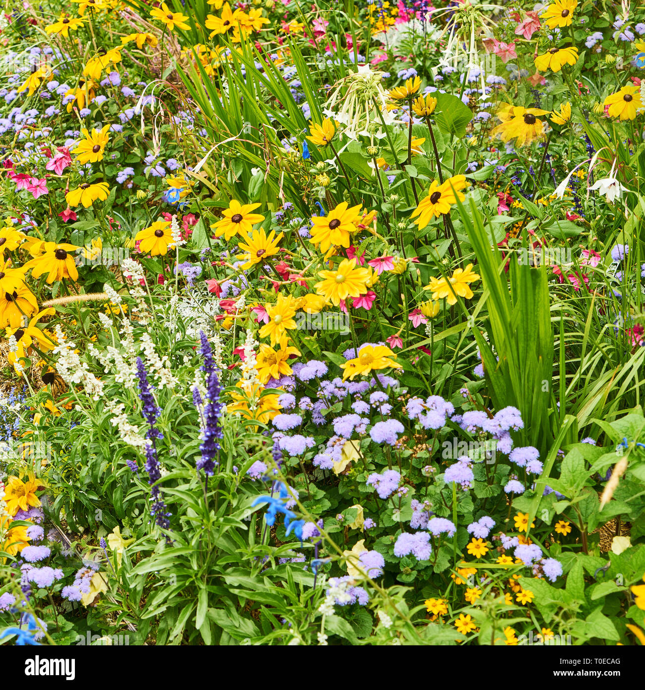 De nombreuses fleurs colorées dans la nature comme un fond de printemps Banque D'Images