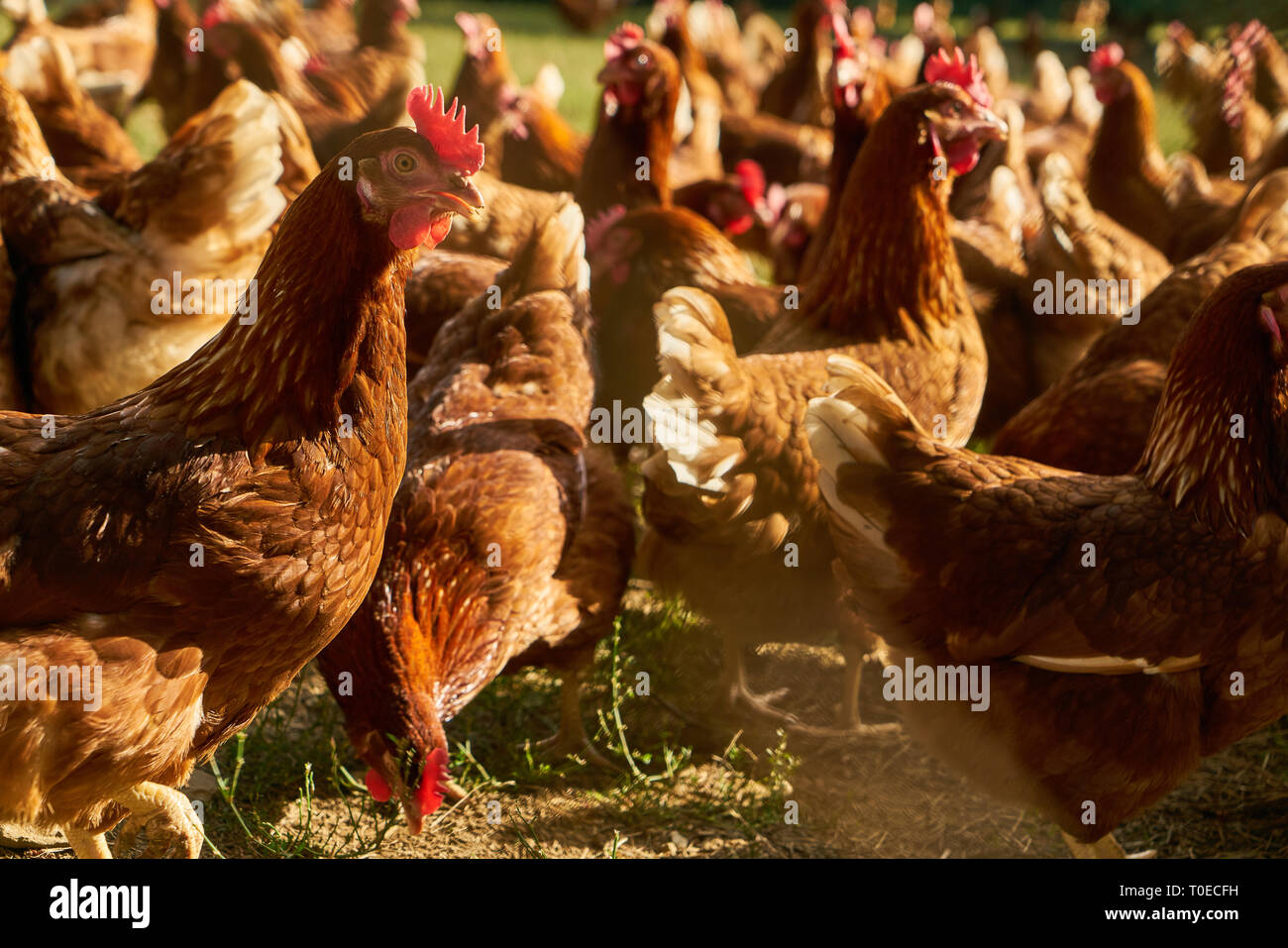Les poules en liberté comme les poules pondeuses sur une ferme de poulet bio Banque D'Images