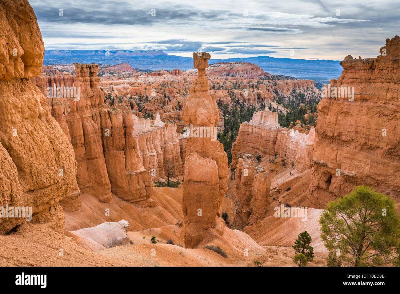 Bryce Canyon National Park, Utah, USA au Thor's Hammer. Banque D'Images