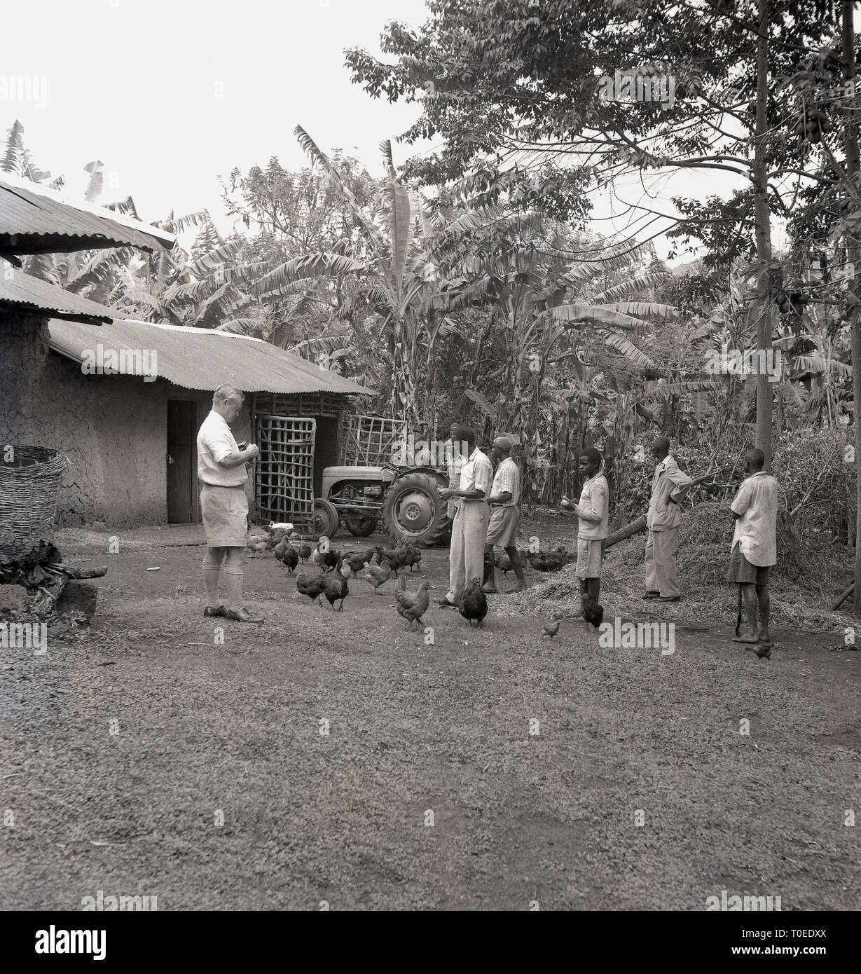 Années 1950, British farmer avec les poules et ses employés africains sur sa ferme, l'Ouganda, l'Afrique. Banque D'Images