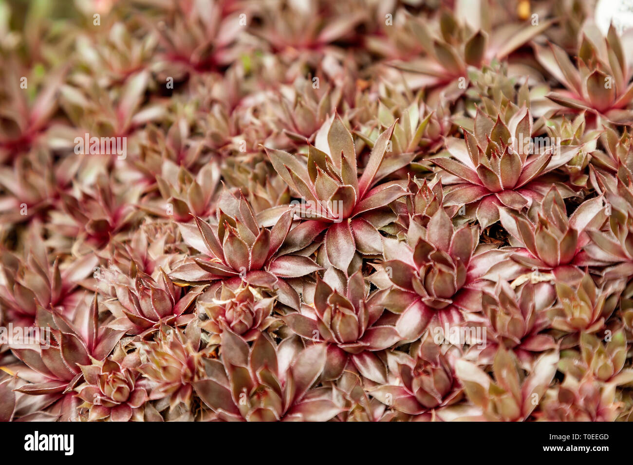 Macro photo de sempervivum plante. Nom botanique sempervivum arachnoideum. Banque D'Images