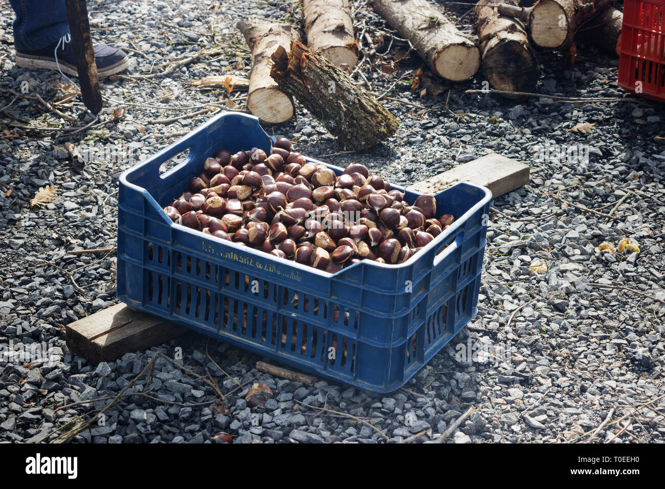 Une patte bleue / panier plein de matières premières châtaignes fraîches en attente d'être torréfié à l'anuel fête de la châtaigne de Livadi, comté de Thessalie, Grèce Banque D'Images