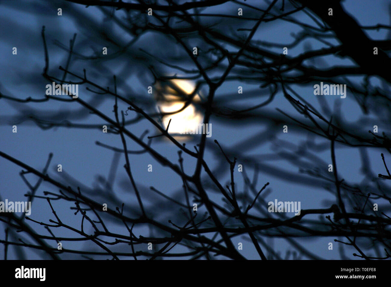 Moonshine à travers des arbres silhouettes une myriade d'écrans des branches et brindilles la décoloration de la lune et le bleu ciel de nuit. Banque D'Images