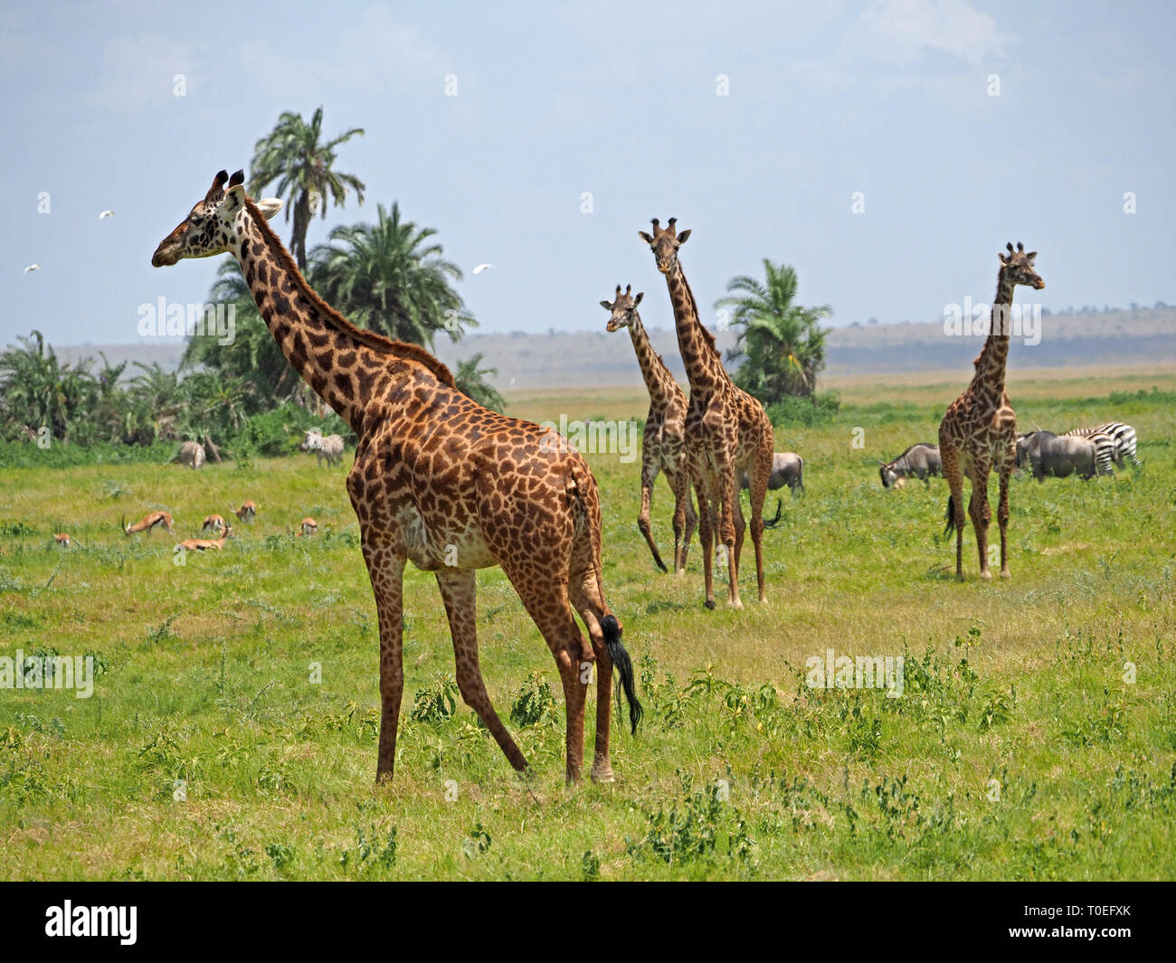 Tour de 4 Masai Girafe (Giraffa camelopardalis) tippelskirchii à Alert au milieu des plaines de brouteurs variés sur des savanes NP d'Amboseli, Kenya, Africa Banque D'Images