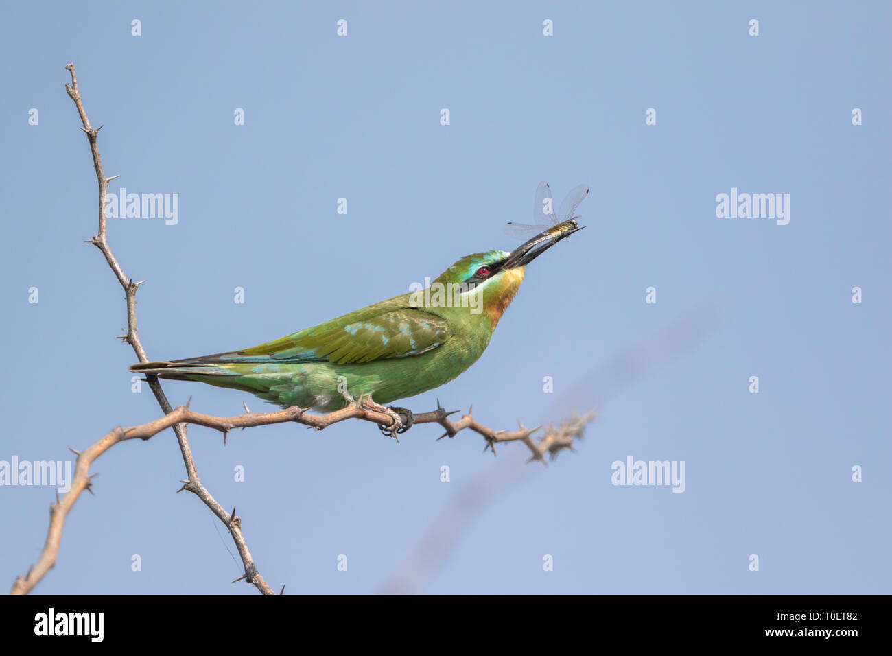 La blue-cheeked bee-eater (Merops persicus) manger libellule sur une branche d'arbre à Pune, Maharashtra, Inde Banque D'Images