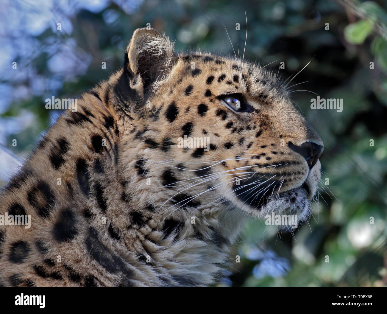 Amur Leopard (Panthera pardus orientalis) Banque D'Images