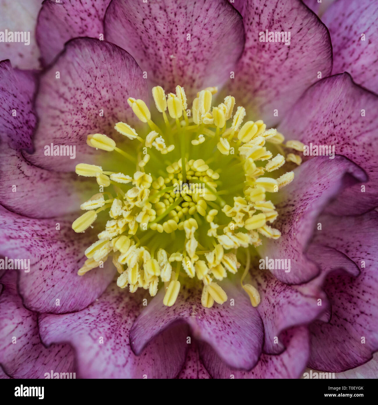 Un plan macro sur une hellebore ellen double fleur pourpre. Banque D'Images