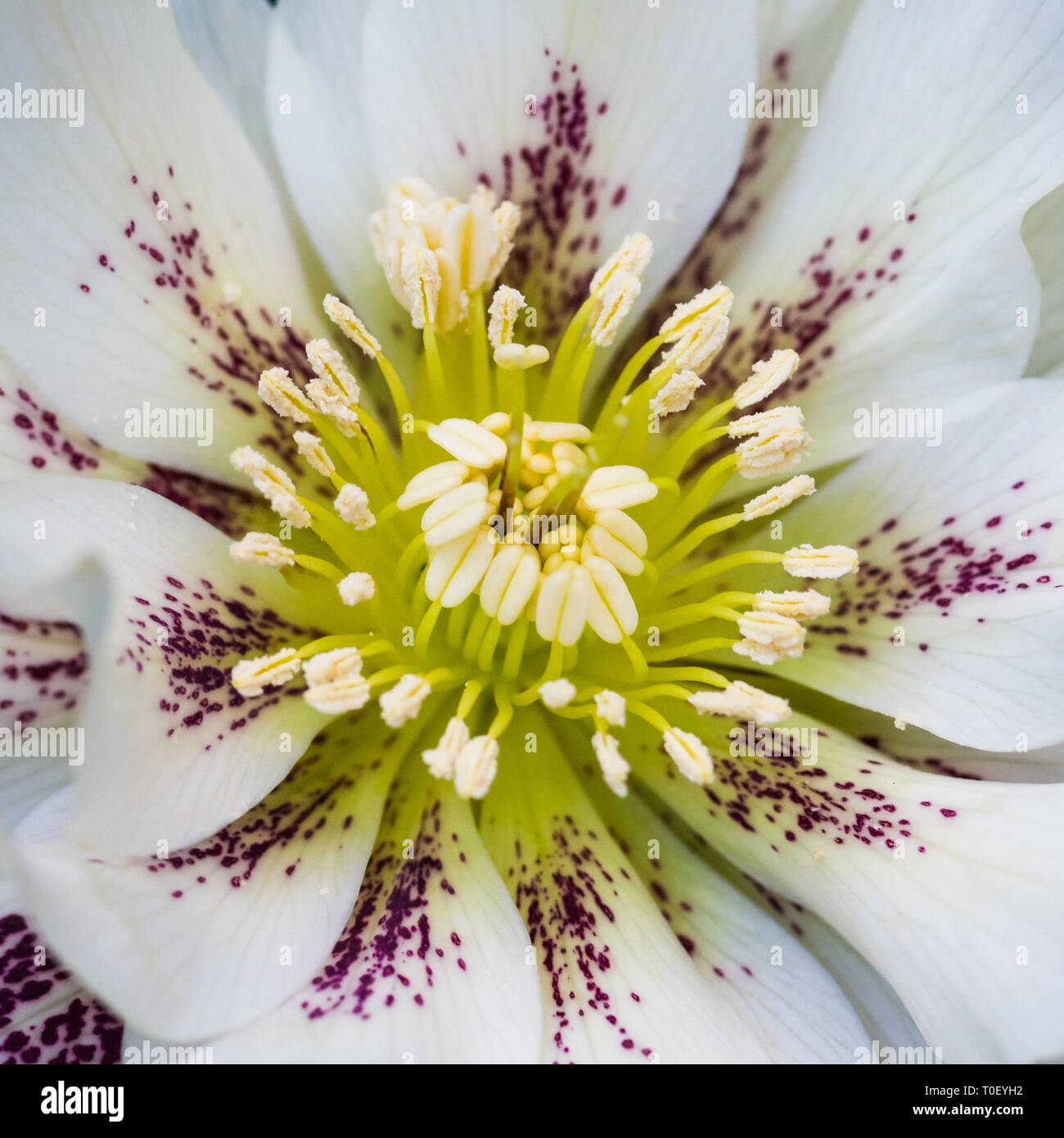 Un plan macro sur une fleur hellebore blanc. Banque D'Images