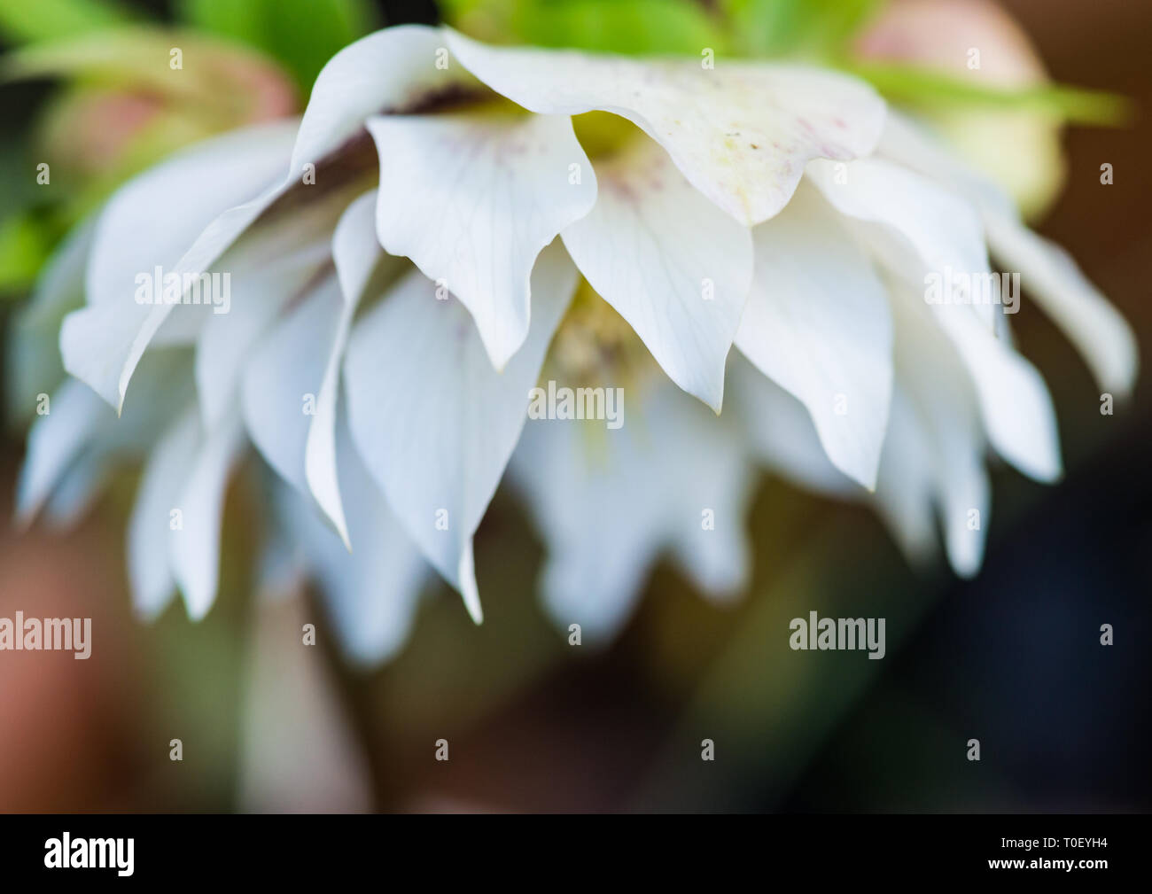 Un plan macro sur une fleur hellebore blanc. Banque D'Images
