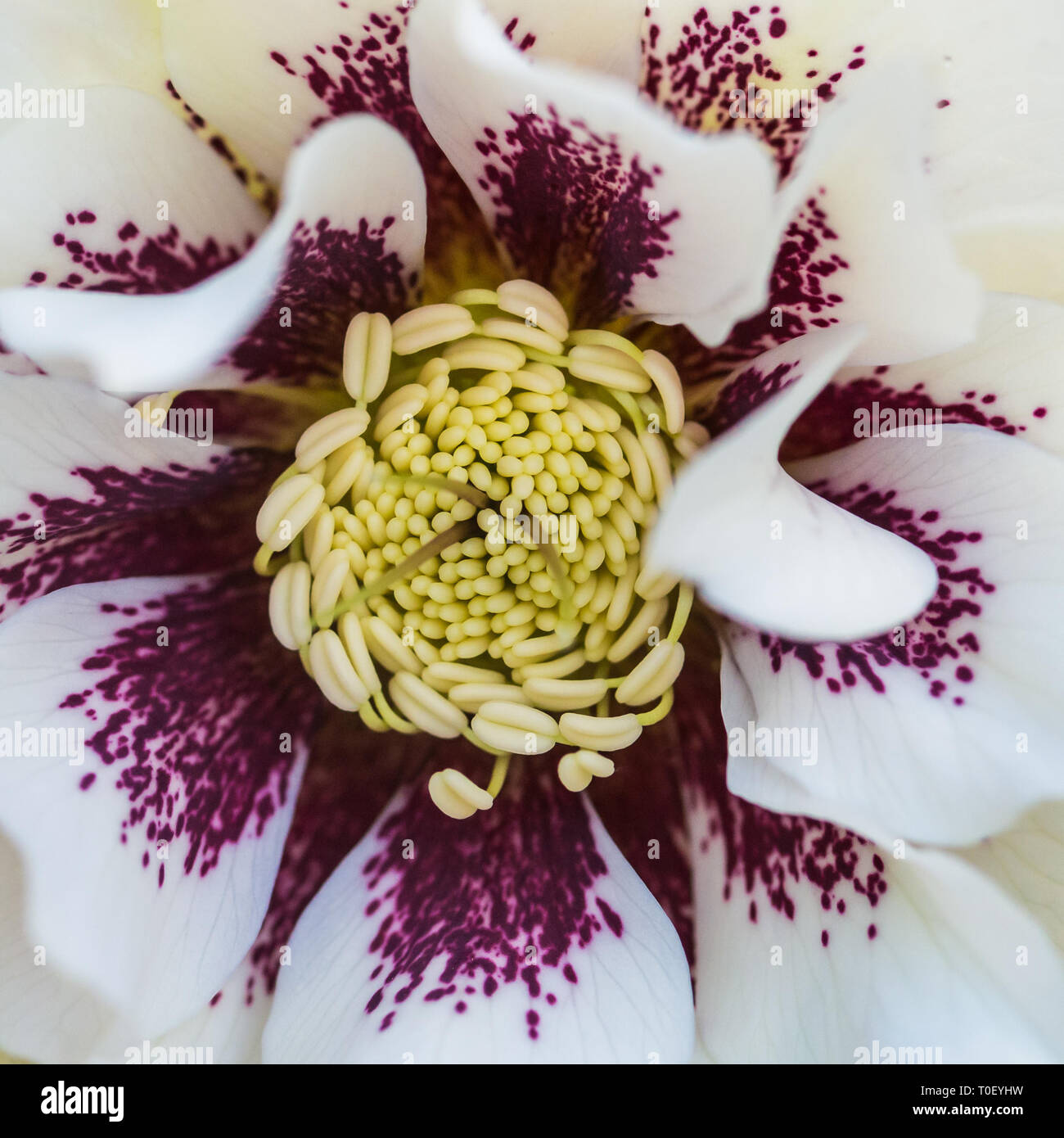 Un plan macro sur une double fleur helleborus Ellen White. Banque D'Images