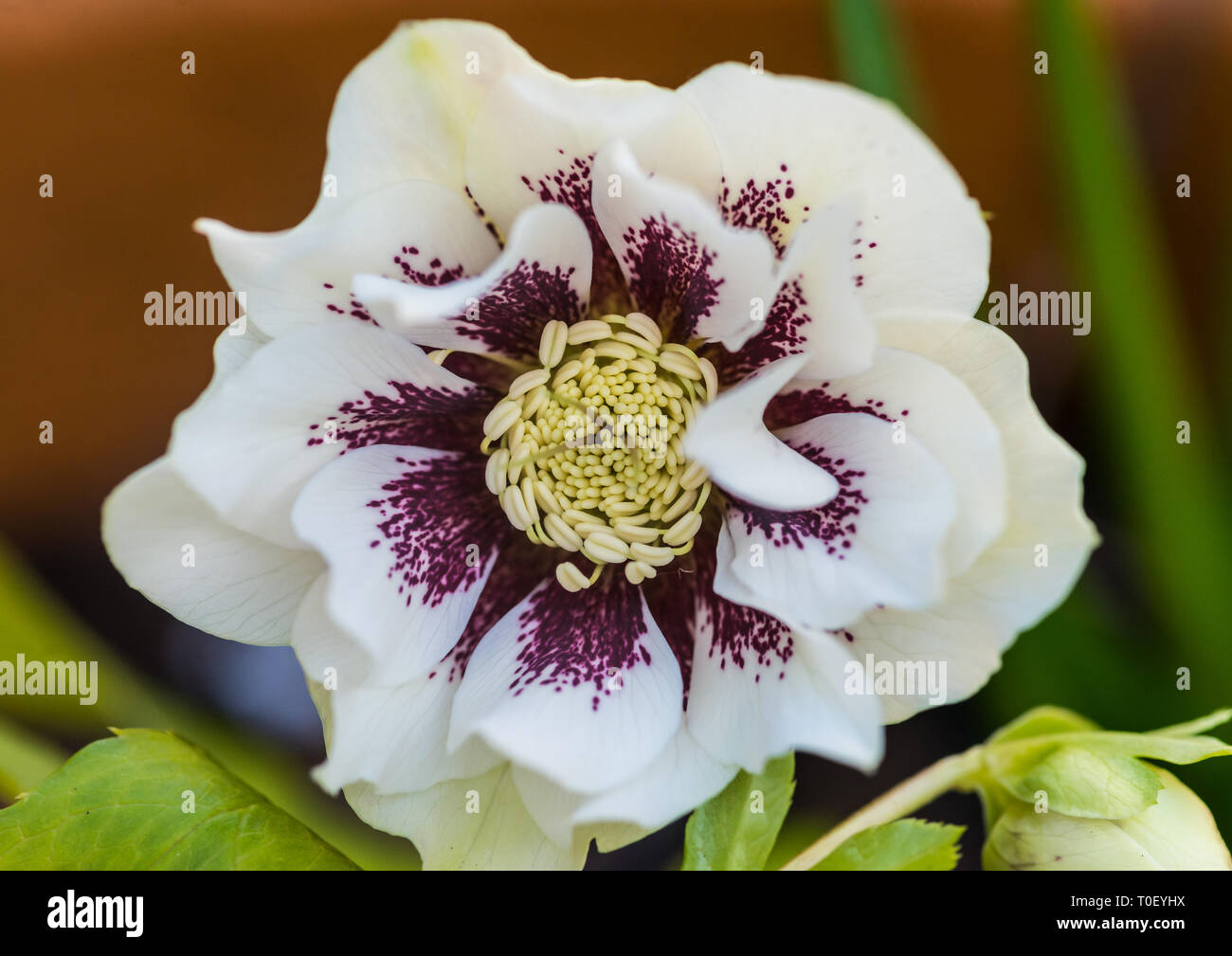 Un plan macro sur une double fleur helleborus Ellen White. Banque D'Images
