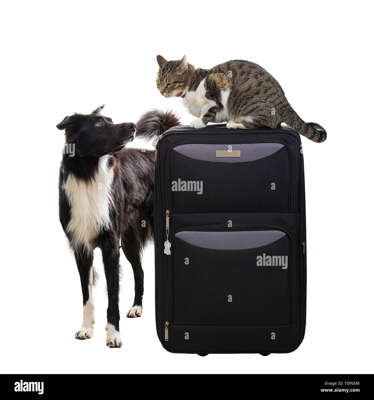 Chat de race et le chien se tiennent près de une valise isolated over white background. Animaux domestiques amis aller en vacances, maison de vacances planification ensemble. Banque D'Images