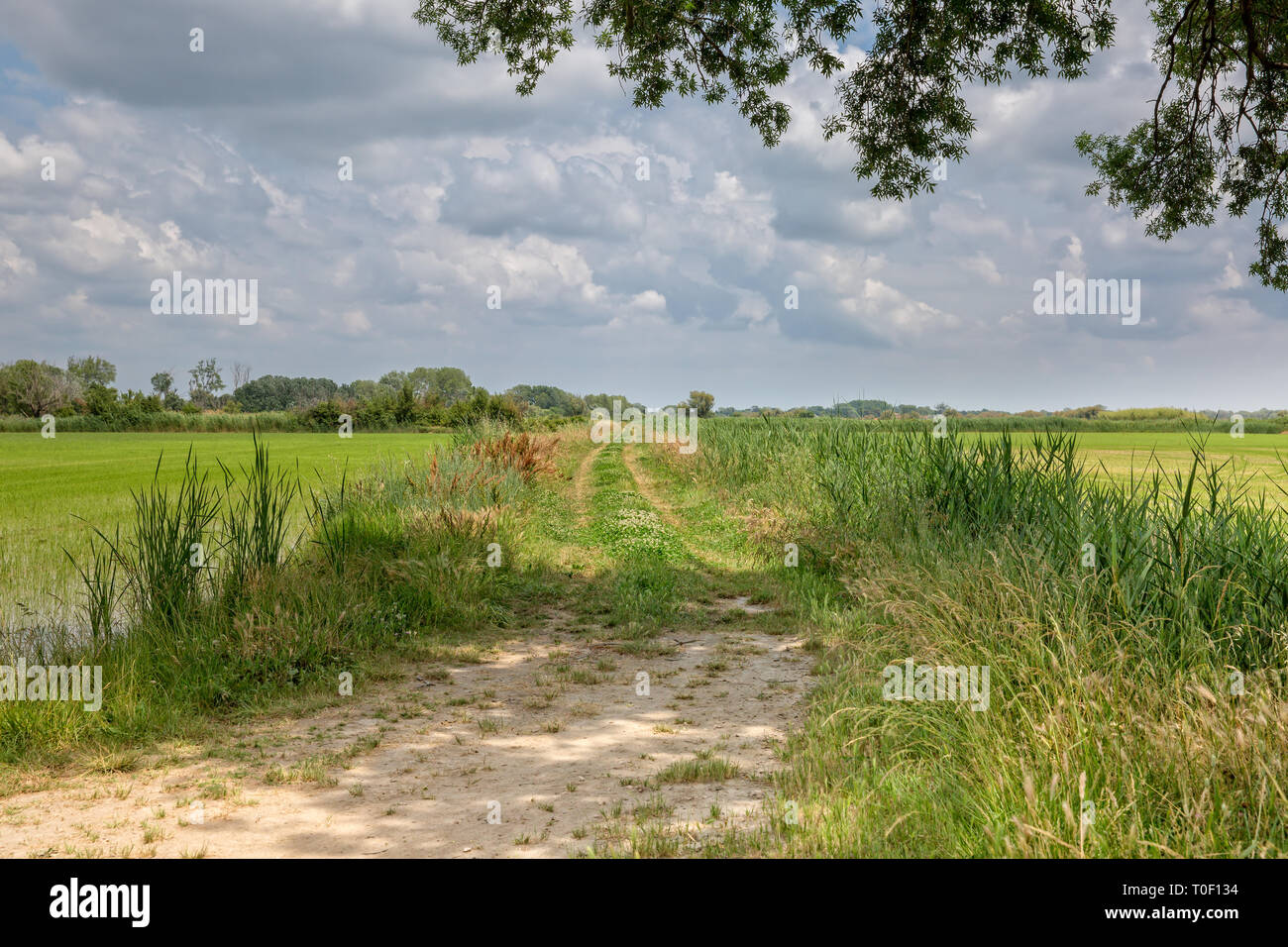 Chemin rural entre les champs de riz en Camargue.La première culture du riz en Camargue remonte à environ 1600, Provence, France Banque D'Images