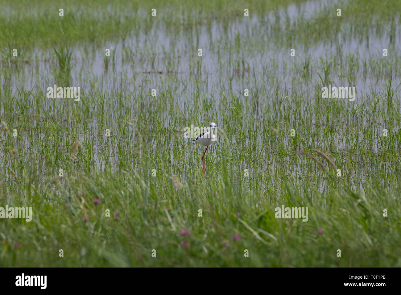 Champ de riz en Camargue. Petit oiseau dans un champ de riz, Camargue, Provence, Bouches-du-Rhône, France Banque D'Images