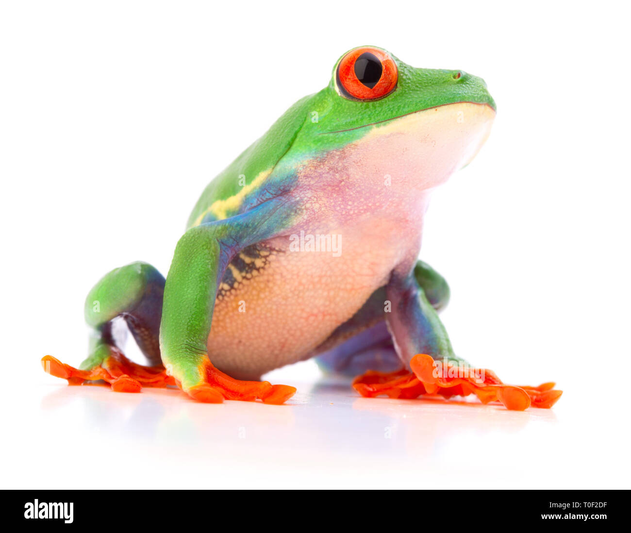 Red eyed tree frog un animal tropical de la forêt pluviale menacée au Costa Rica siolated sur blanc. Banque D'Images