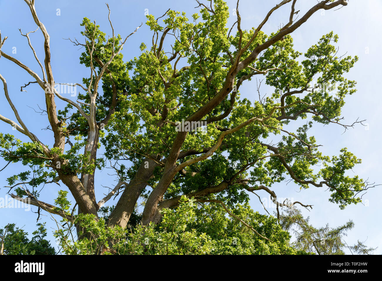 Un arbre étroit avec de grandes branches et des feuilles vertes au soleil Banque D'Images