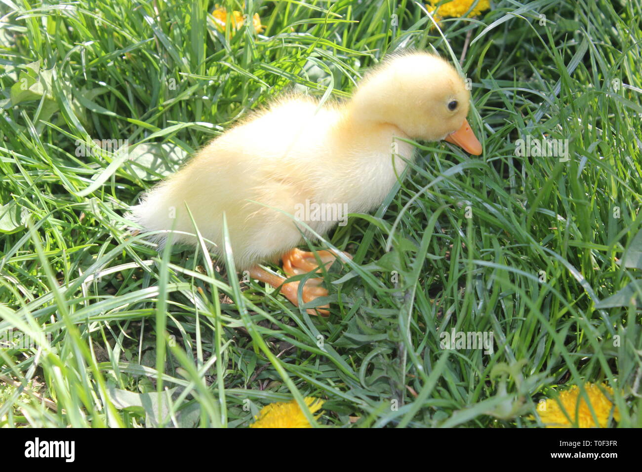 Bebe Canard Banque D Image Et Photos Alamy