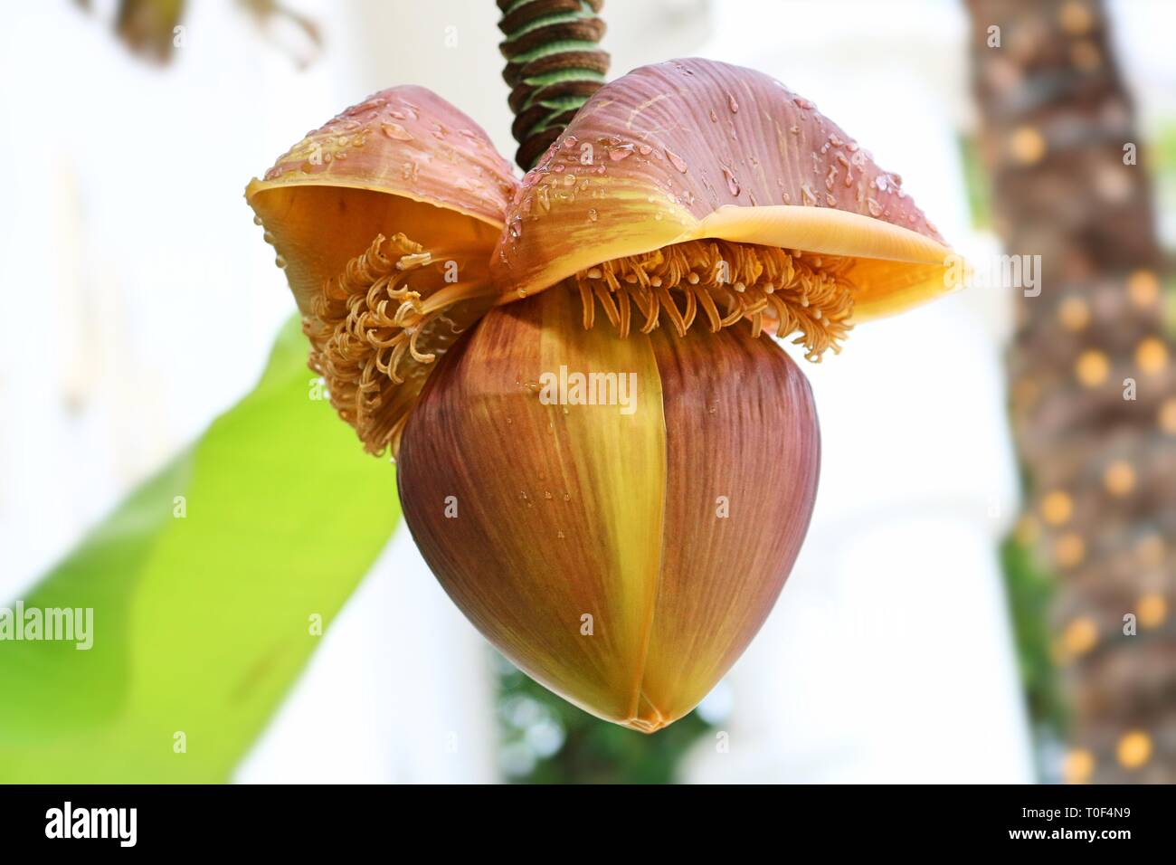Fleur de banane accrochée à un arbre Banque D'Images