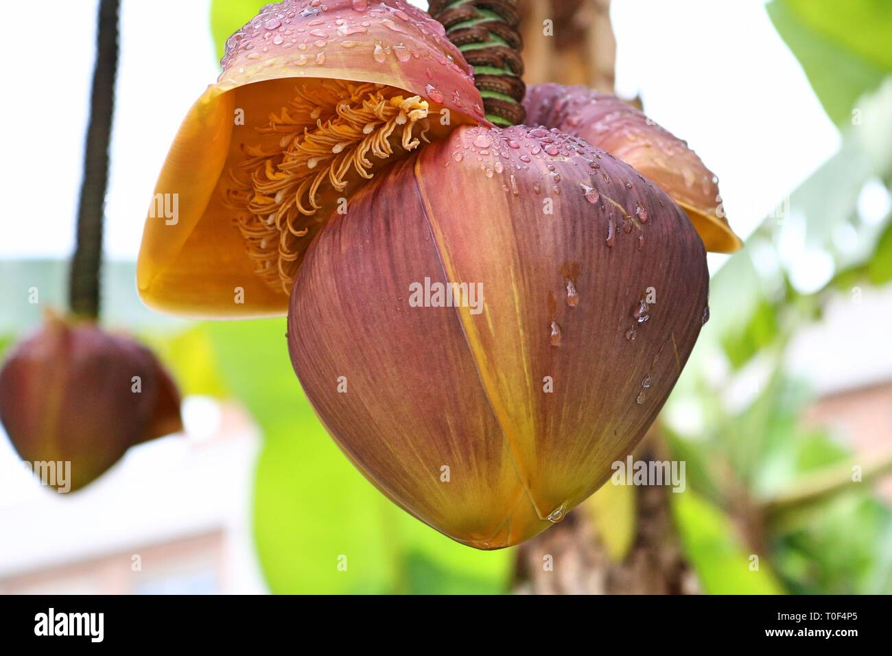 Fleur de banane accrochée à un arbre Banque D'Images