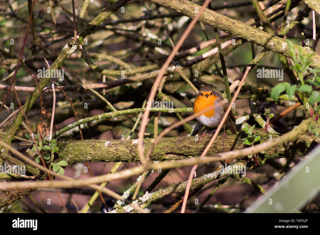 Robin Bird tree dans hidding Nature papier peint fond Banque D'Images