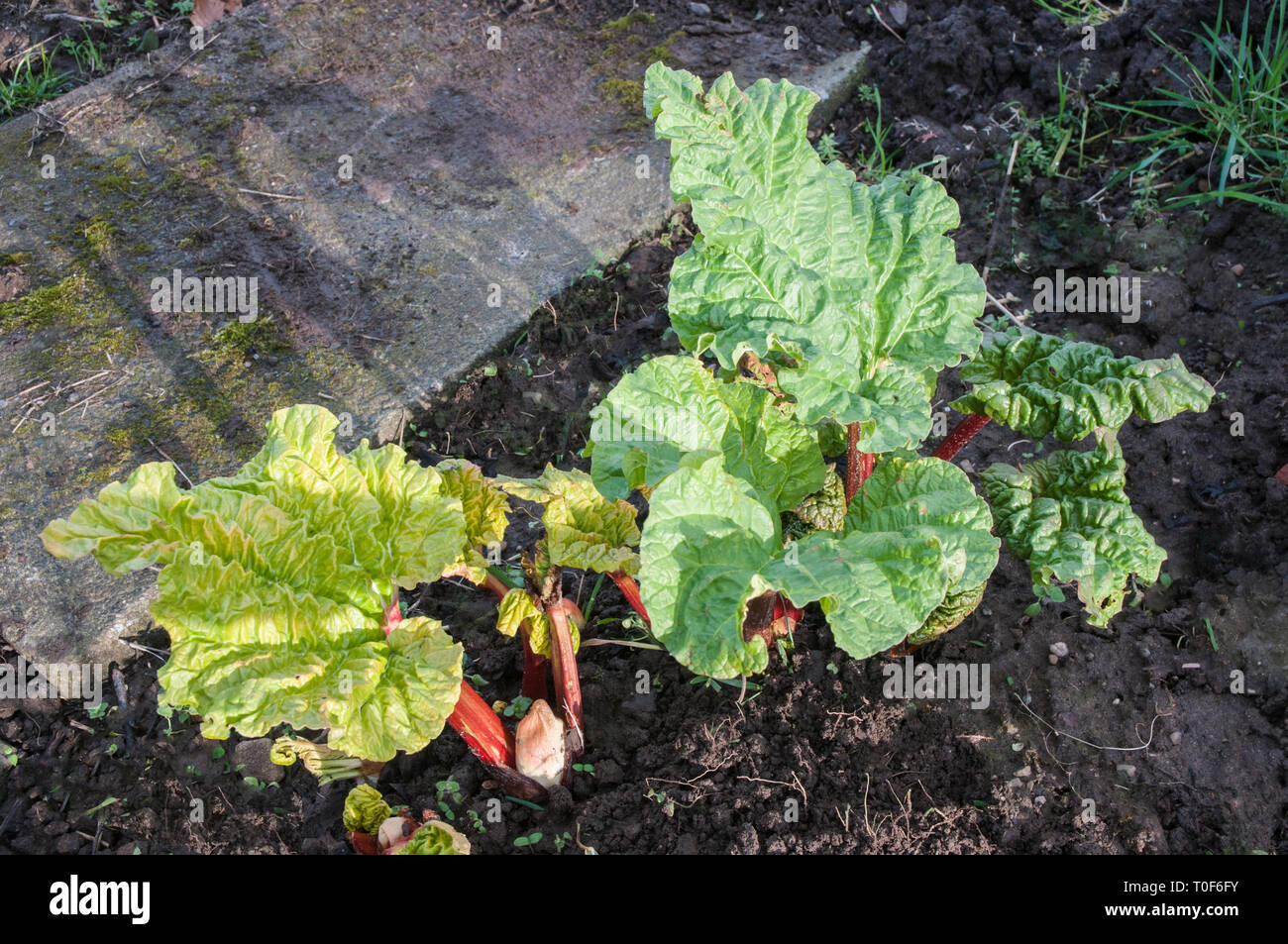Les tiges de rhubarbe en hiver à venir en janvier Bien que la rhubarbe est un légume, il est plus souvent utilisé comme un fruit dans les tartes et les desserts, etc. Banque D'Images