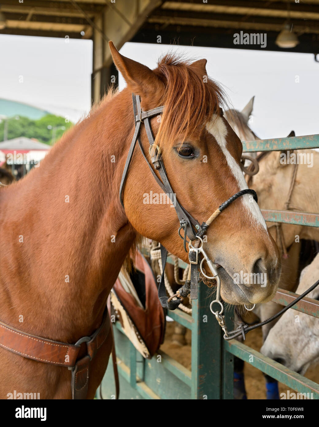 De couleur marron cheval rodéo lié à arena clôture à Montgomery, en Alabama, USA. Banque D'Images