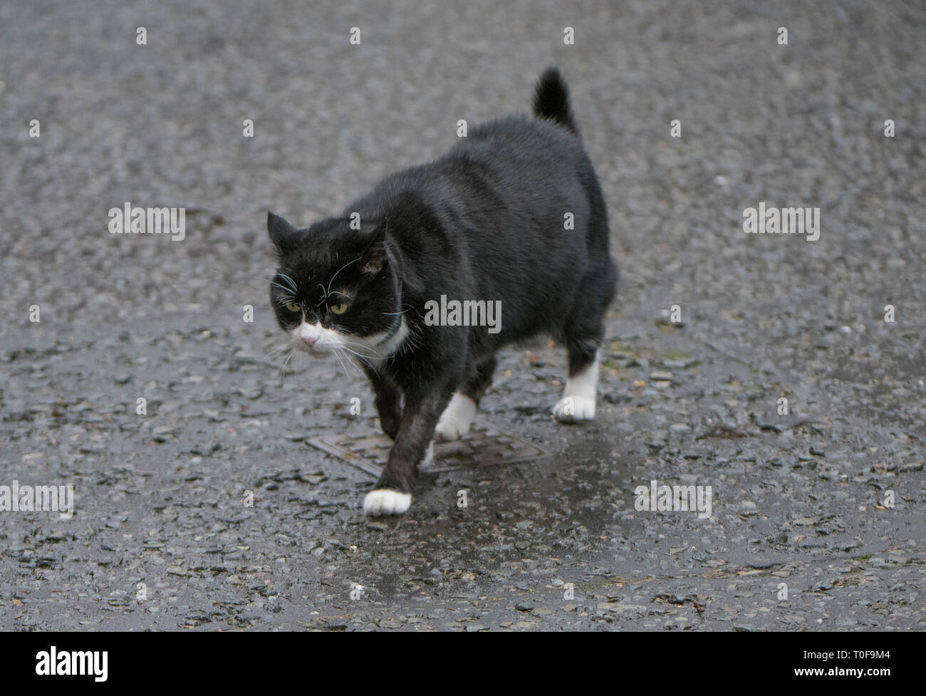 Downing Street, London, UK. 19 mars 2019. Palmerston, chef résident de l'Mouser Foreign & Commonwealth Office, montres de va-et-vient à Downing Street au cours de réunion hebdomadaire du cabinet. Credit : Malcolm Park/Alamy Live News. Banque D'Images