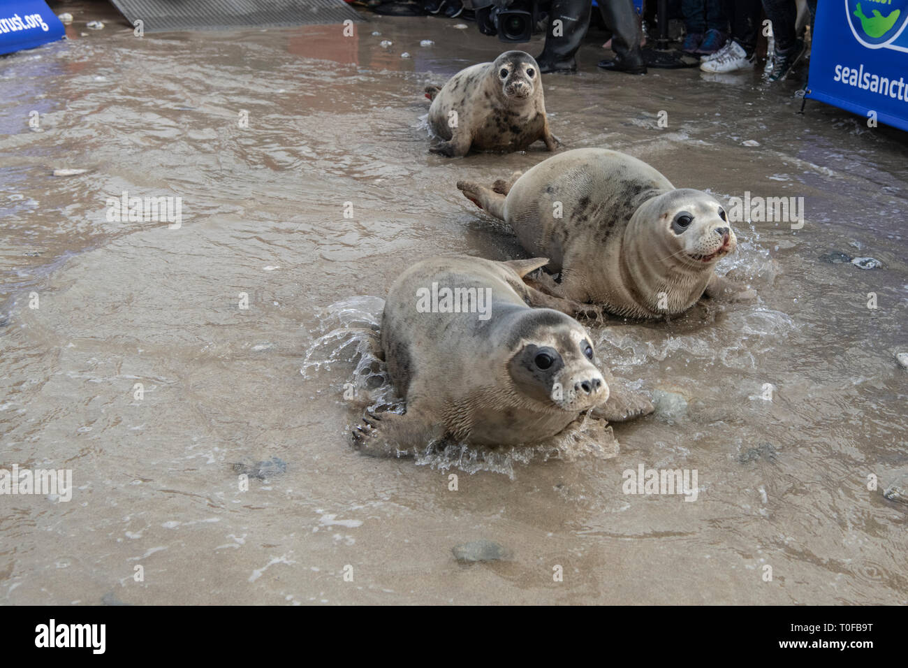 Réserve de phoques cornouailles, espoir de l'océan et six petits dans la nature, face à nos chiots de phoques sauvés sur leur voyage pour être libérés dans la nature. Banque D'Images