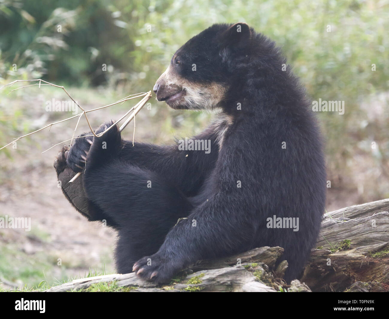 20 mars 2019, en Rhénanie du Nord-Westphalie, Duisburg est un jeune ours à lunettes de recette sur une branche dans son boîtier dans Zoo de Duisburg. L'ours est originaire de l'Amérique du Sud et mange des noix, fruits, pousses de palmiers, d'insectes et de petits mammifères. Photo : Roland Weihrauch/dpa Banque D'Images