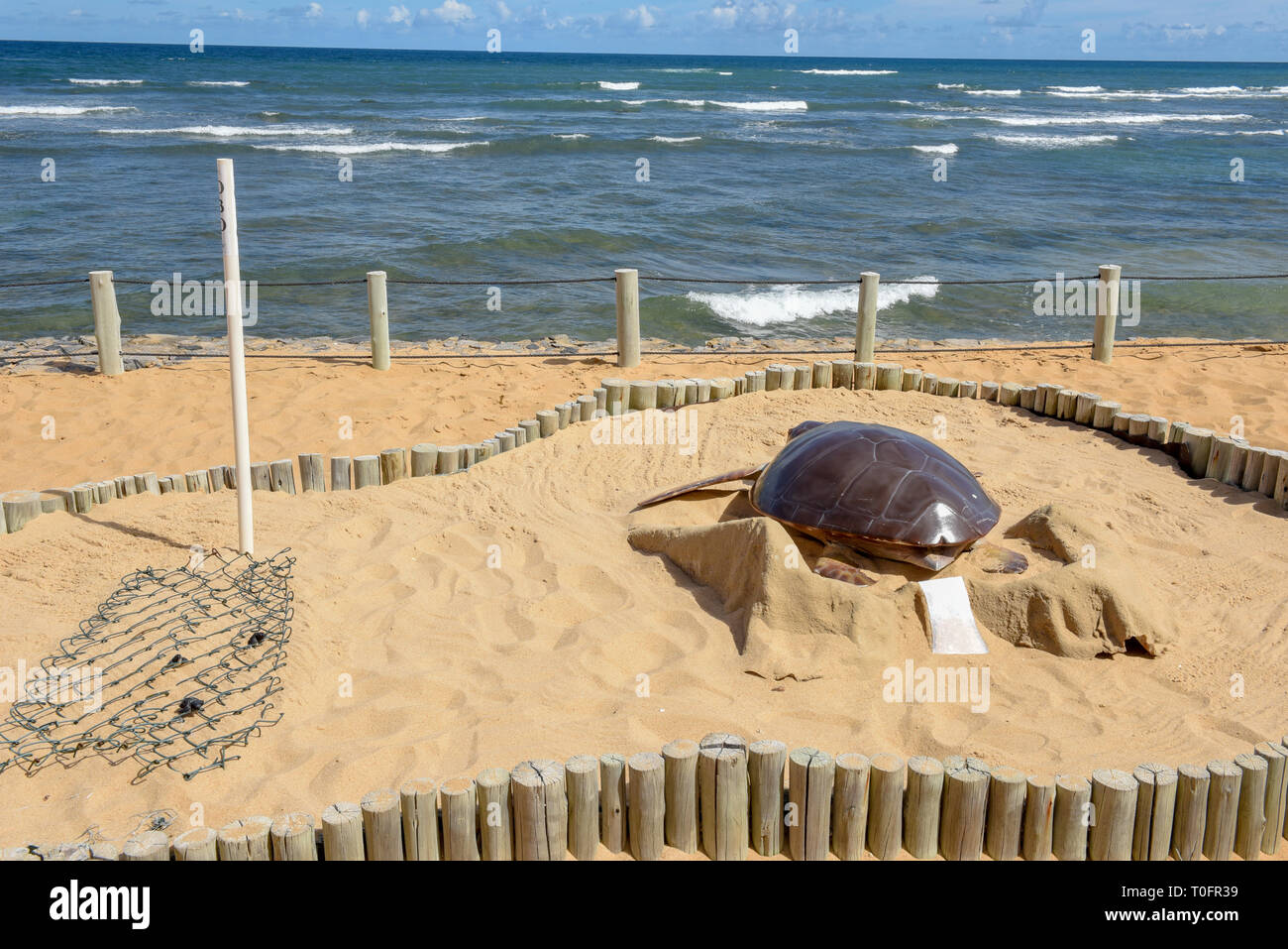 Projet Tamar de Praia do Forte, Brésil Banque D'Images