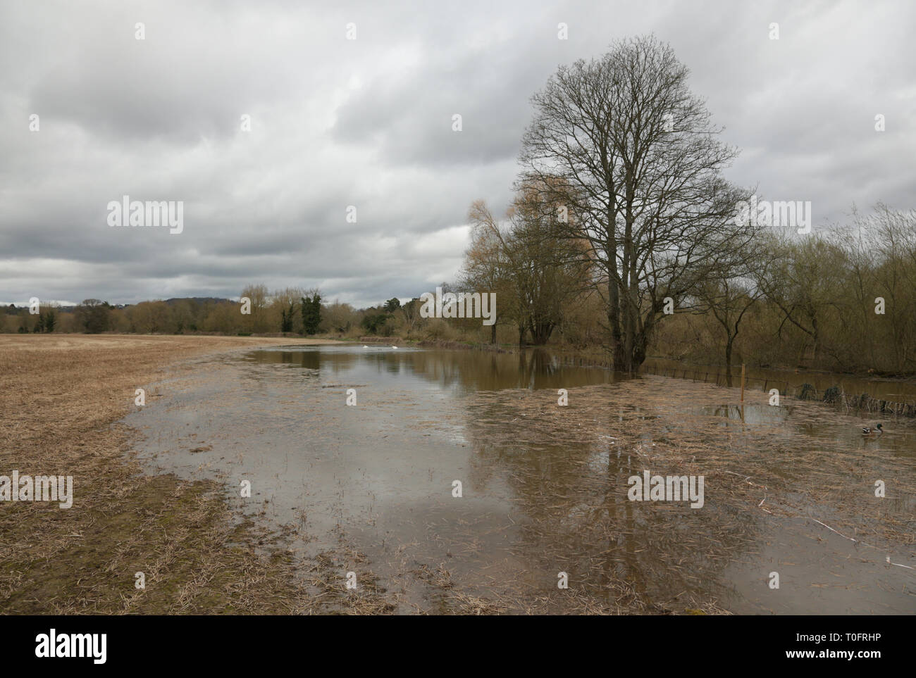 Domaine et sentier Riverside inondé par la rivière Severn près de Bewdley, Worcestershire, Angleterre, Royaume-Uni. Banque D'Images