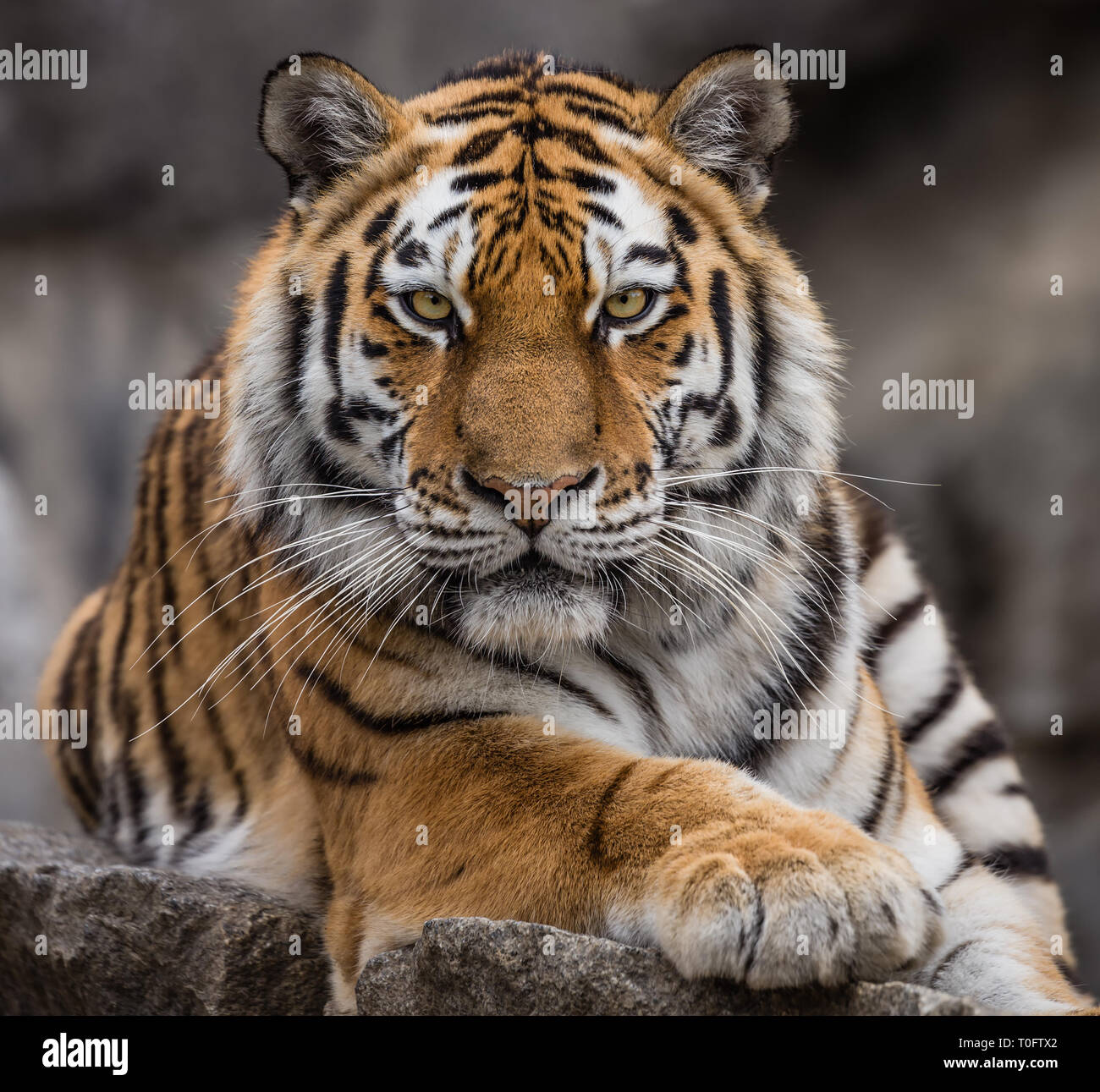 Vue rapprochée d'un tigre de Sibérie (Panthera tigris altaica) Banque D'Images